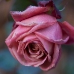 domniks