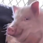 arhipzor