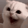 :angrycat: